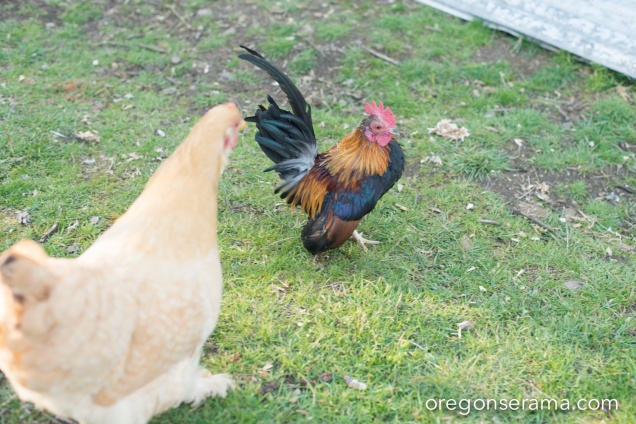 Serama rooster size